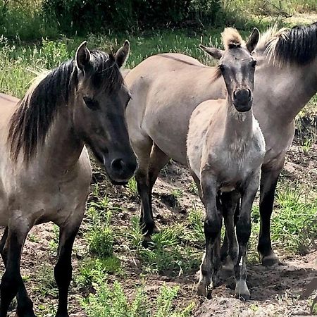 B&B De Konik バウルタンゲ エクステリア 写真