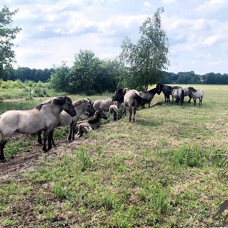 B&B De Konik バウルタンゲ エクステリア 写真
