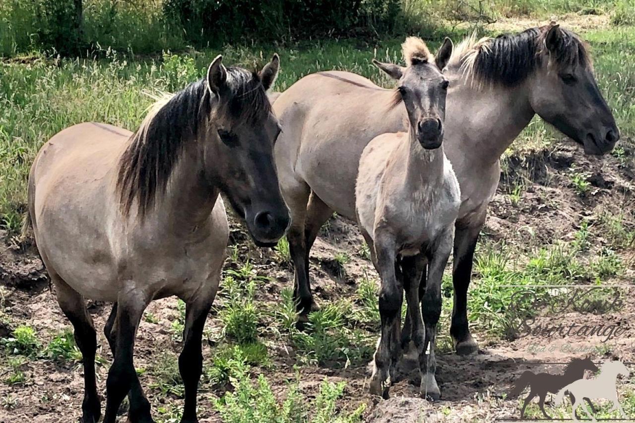 B&B De Konik バウルタンゲ エクステリア 写真